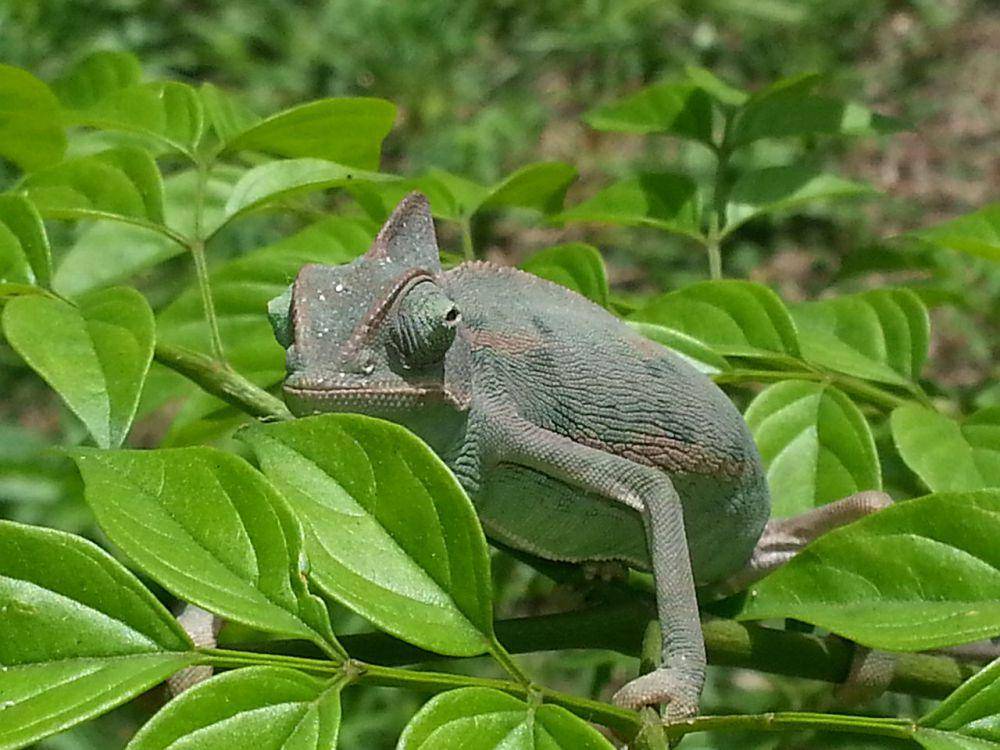Bunglon veiled (commons.wikimedia.org/Cbvideo45)