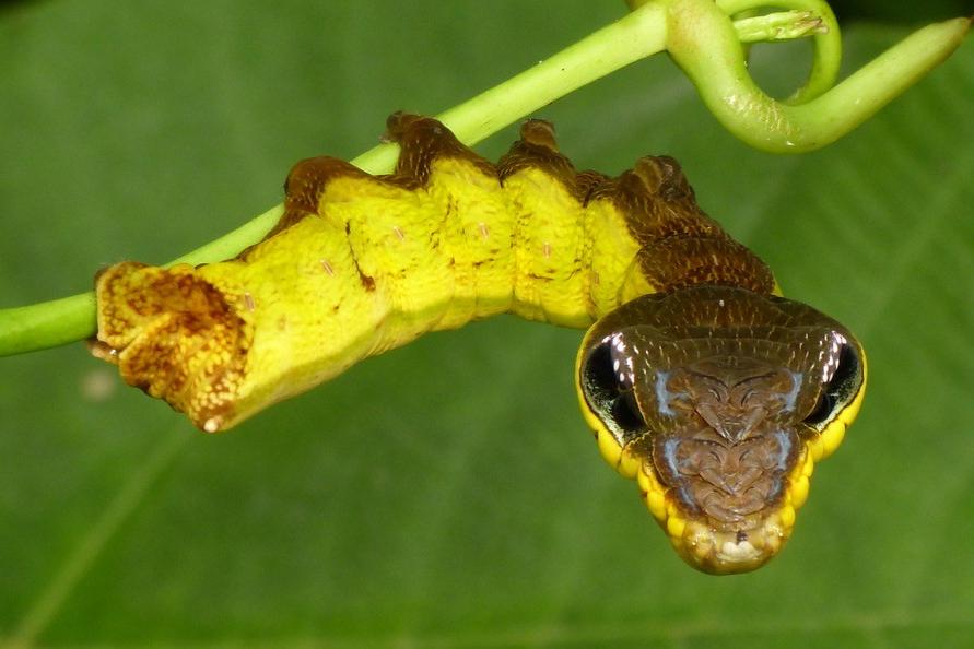 Keunikan Hemeroplanes Triptolemus, Ulat yang Bisa Meniru Ular Berbisa