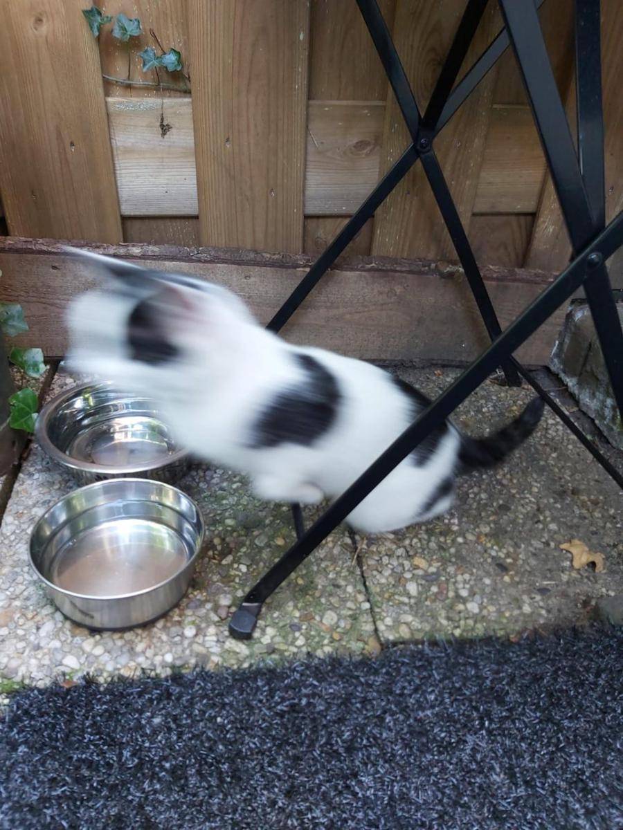 foto blur kucing putih (reddit.com/user/MissWeirdness)