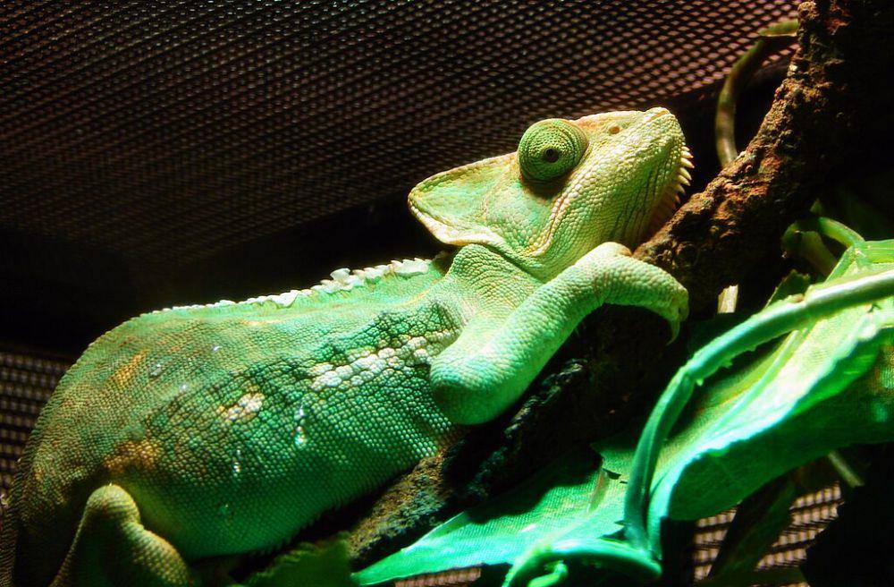 Bunglon veiled (commons.wikimedia.org/Matt Reinbold)
