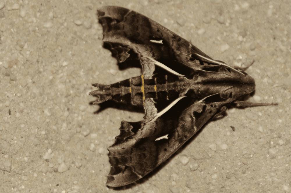 Bentuk ngengat dewasa (dok. inaturalist.com/Erick Noe Tapia)