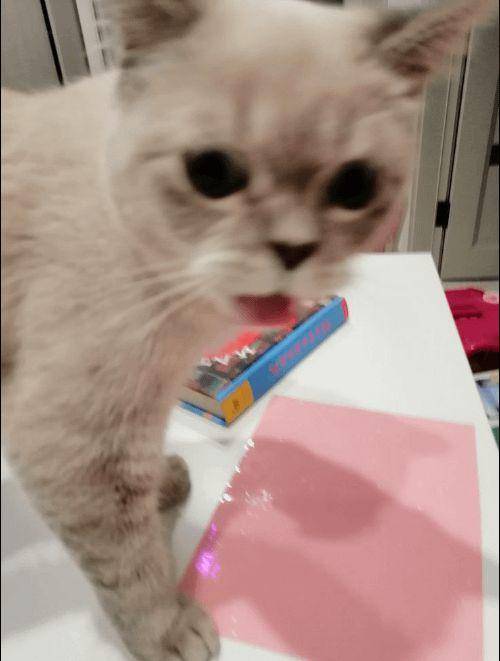 foto blur kucing putih (reddit.com/user/DreamyDahliaDuchess)
