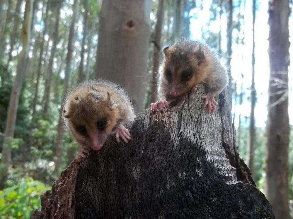 Colocolo opossum (animalia.bio)