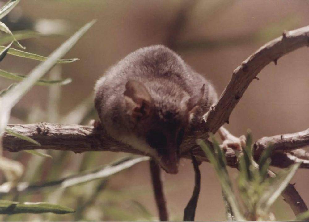 Colocolo opossum (animalia.bio)