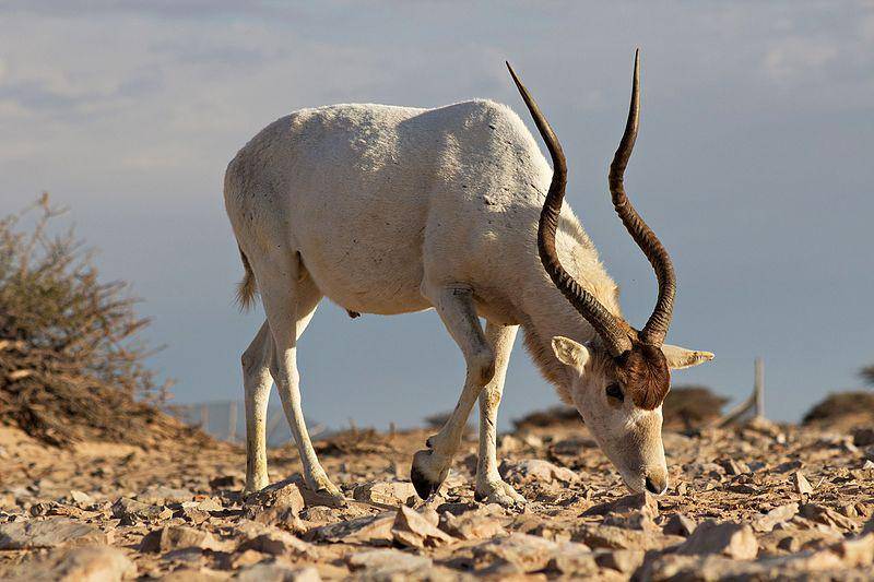 Addax (commons.wikimedia.org/Haytem93)