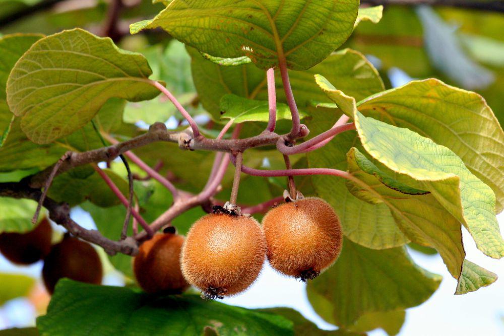 5 Jenis Buah Kiwi, Kalian Harus Tahu sebelum Membelinya!