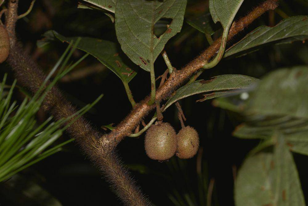 ilustrasi Actinidia hemsleyana (inaturalist.org/xuc)