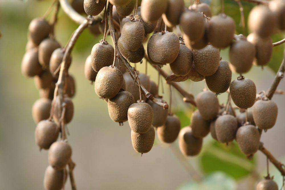 ilustrasi Actinidia hubeiensis (inaturalist.org/qin_huang)