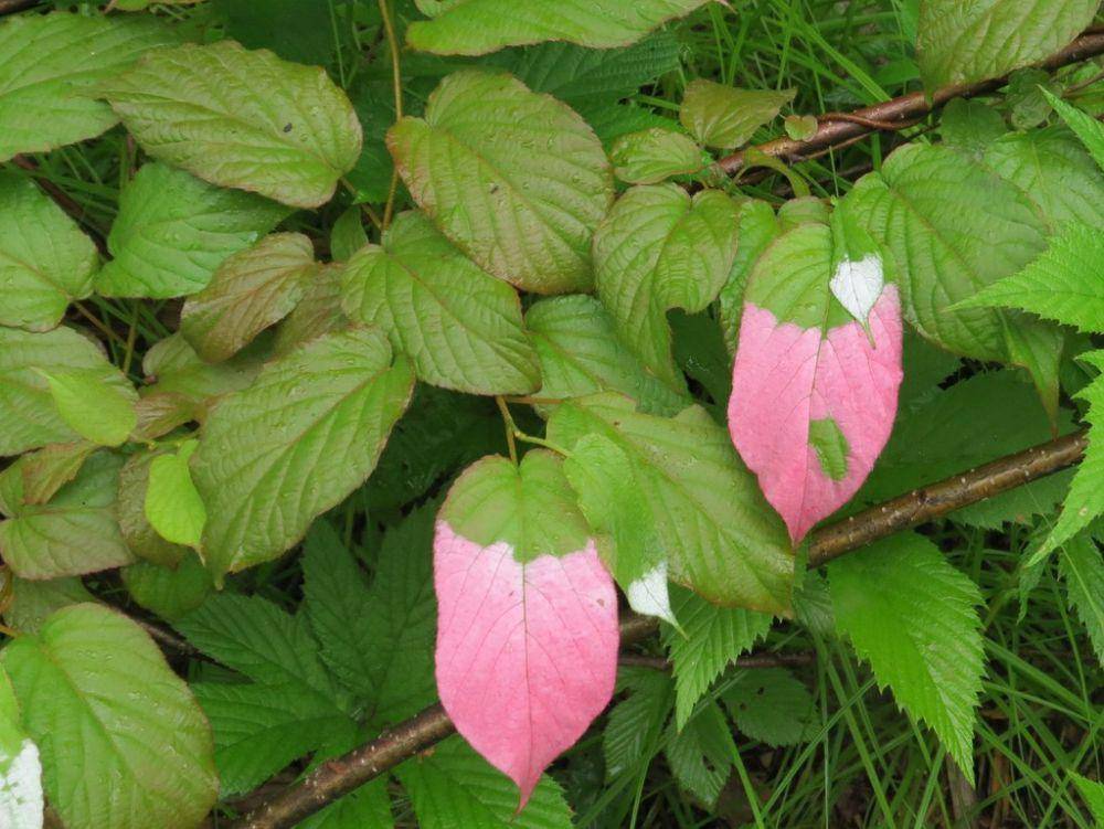 ilustrasi Actinidia kolomikta (inaturalist.org/vladimirarkhipov)