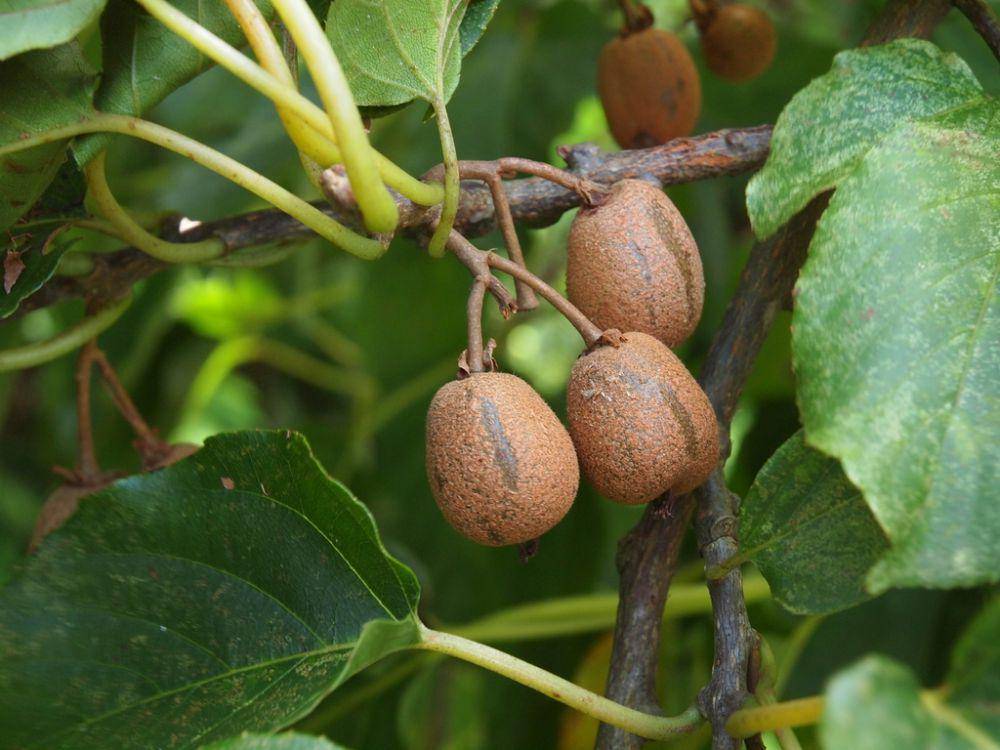 ilustrasi Actinidia rufa (inaturalist.org/greenlapwing)