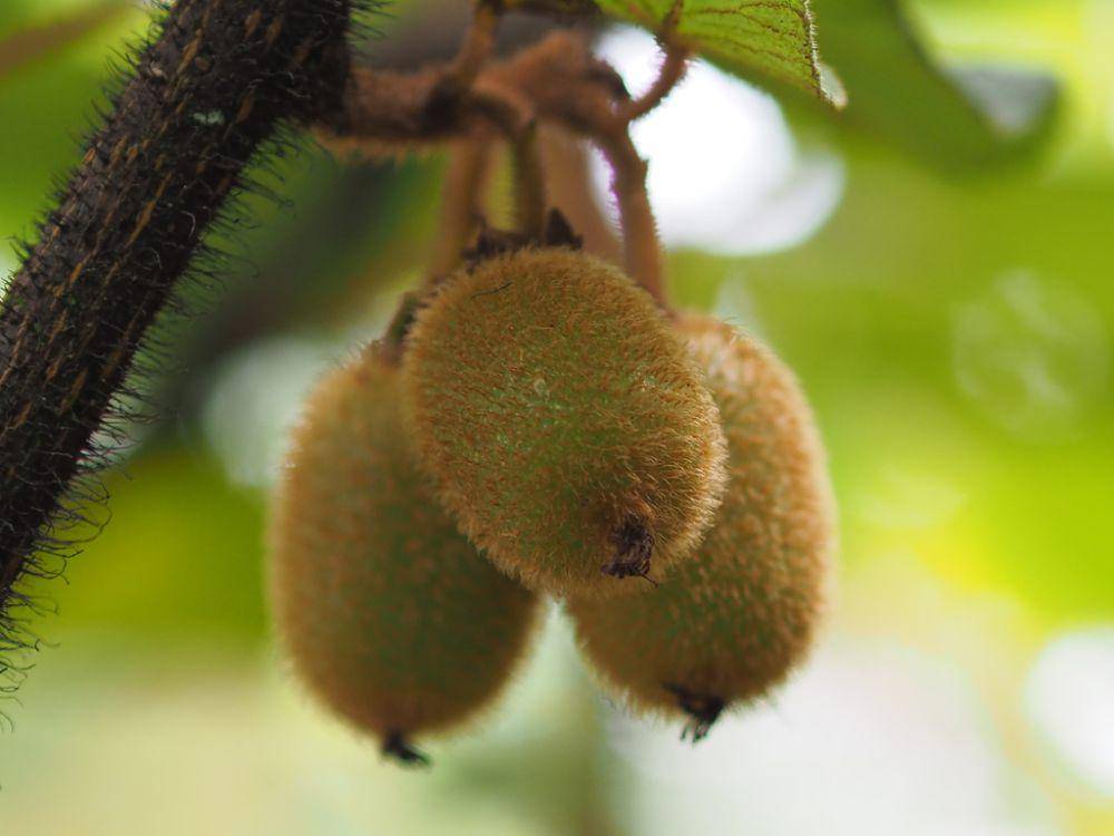 ilustrasi Actinidia setosa (inaturalist.org/leaf0605)
