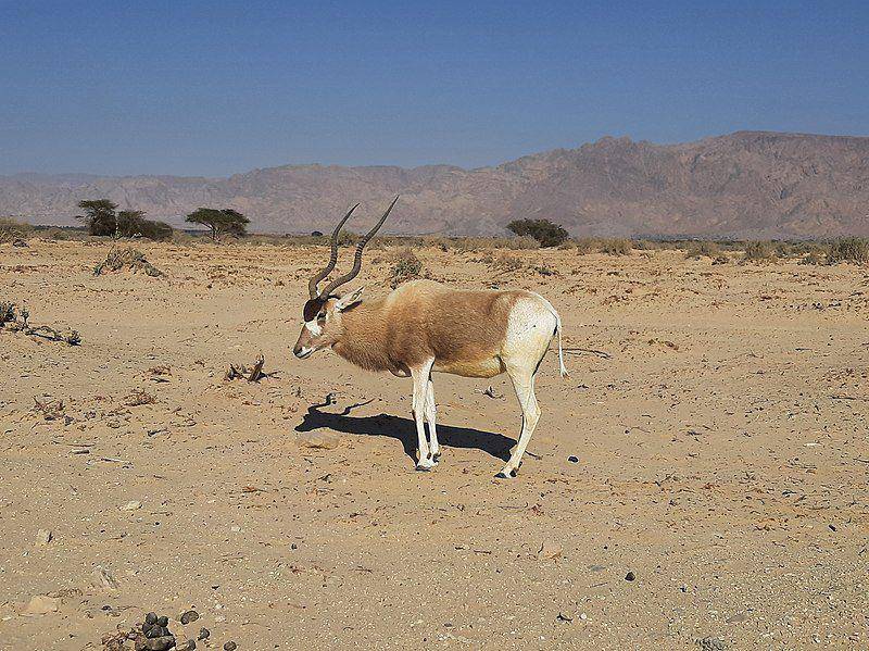 Addax (commons.wikimedia.org/MathKnight)