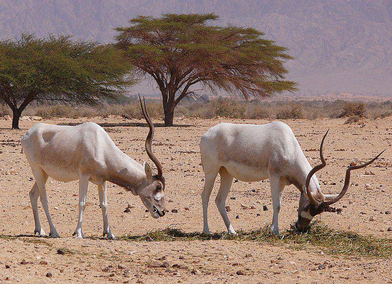Addax (commons.wikimedia.org/Zachi Evenor)