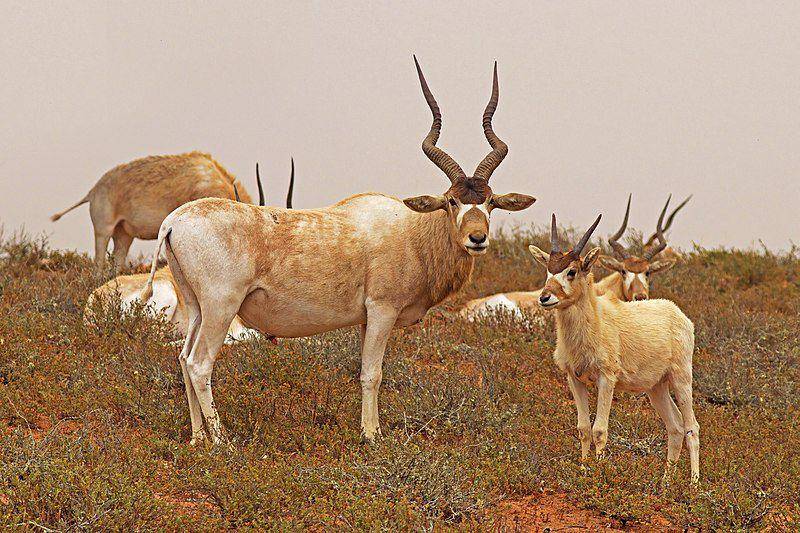Addax (commons.wikimedia.org/Charles J. Sharp)