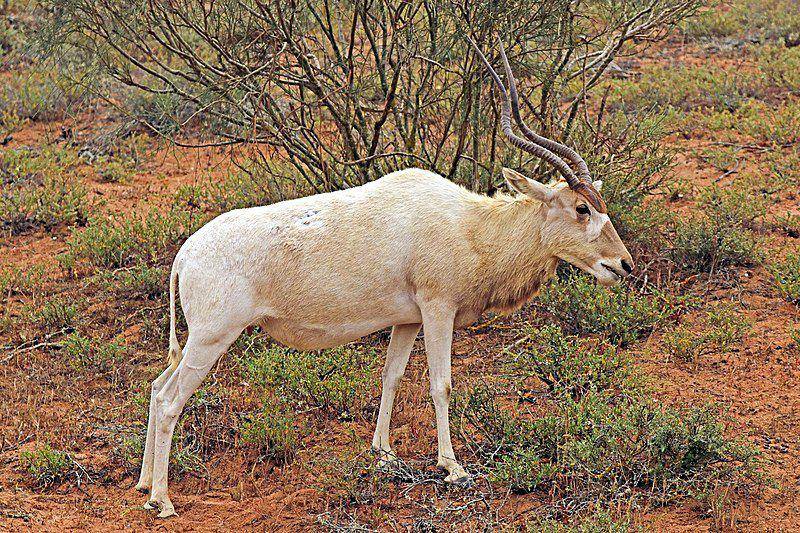 Addax (commons.wikimedia.org/Charles J. Sharp)