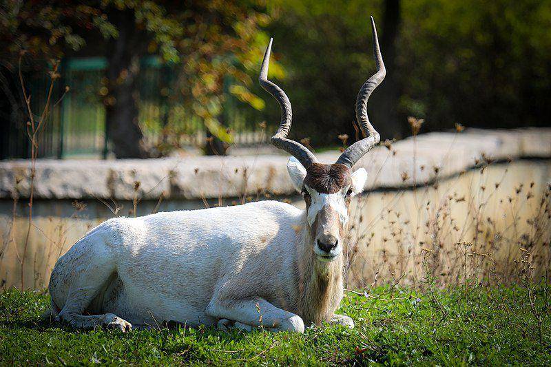 Addax (commons.wikimedia.org/Biser Todorov)