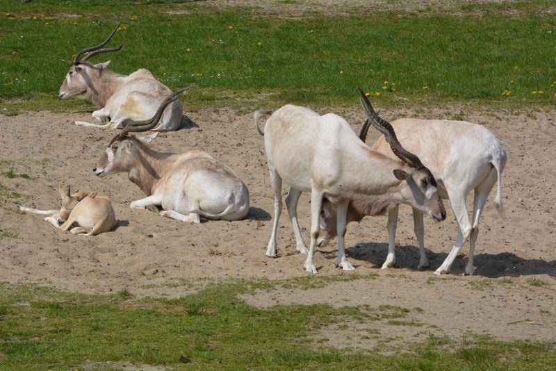 Addax (commons.wikimedia.org/Simon J. Tonge)