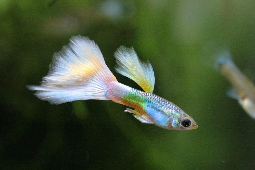 6 Masalah Umum Memelihara Ikan Guppy, Pemula Wajib Tahu!
