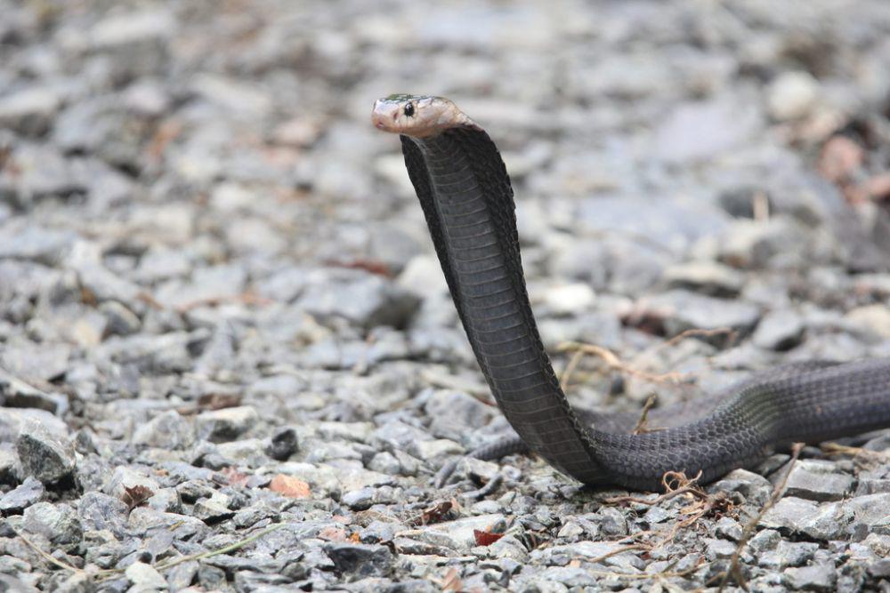 Ular Penyembur, Kobra Sumatra yang Bisa Ditemui di Kalimantan