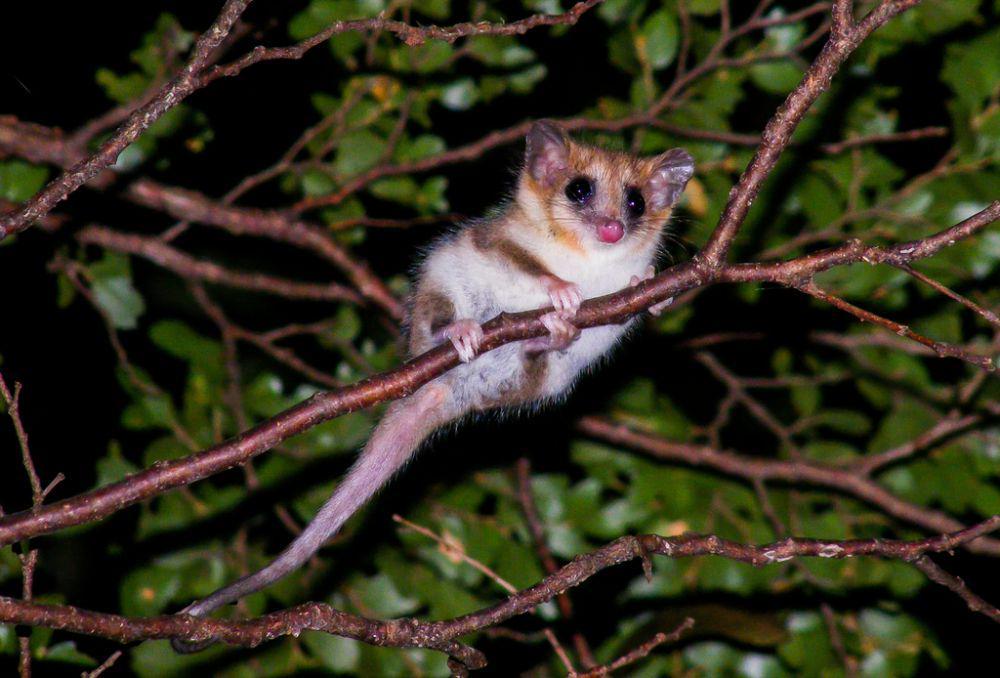 7 Fakta Colocolo Opossum, Bertahan Hidup dari Gigitan Ular Berbisa