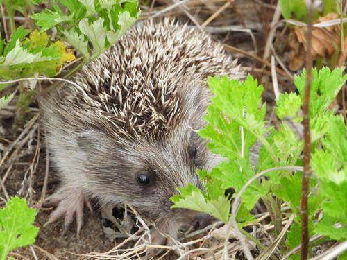 Amur hedgehog (inaturalist.org/茶棚)