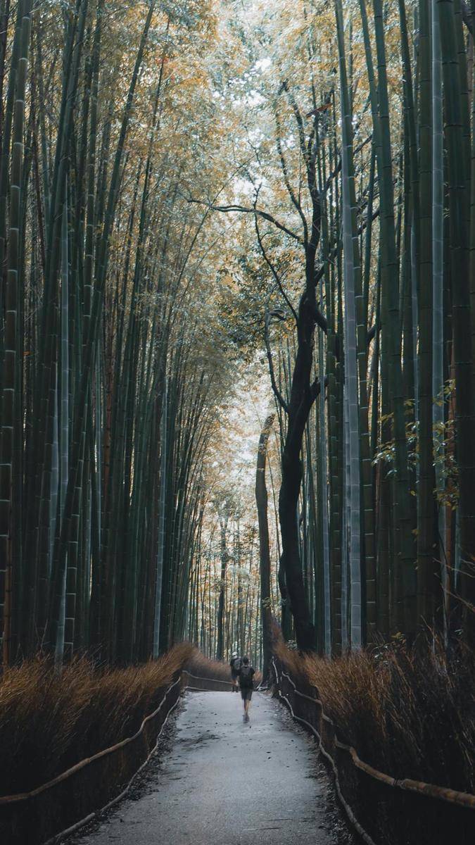 potret Arashiyama Bamboo Grove (pexels.com/Anh Nguyen)