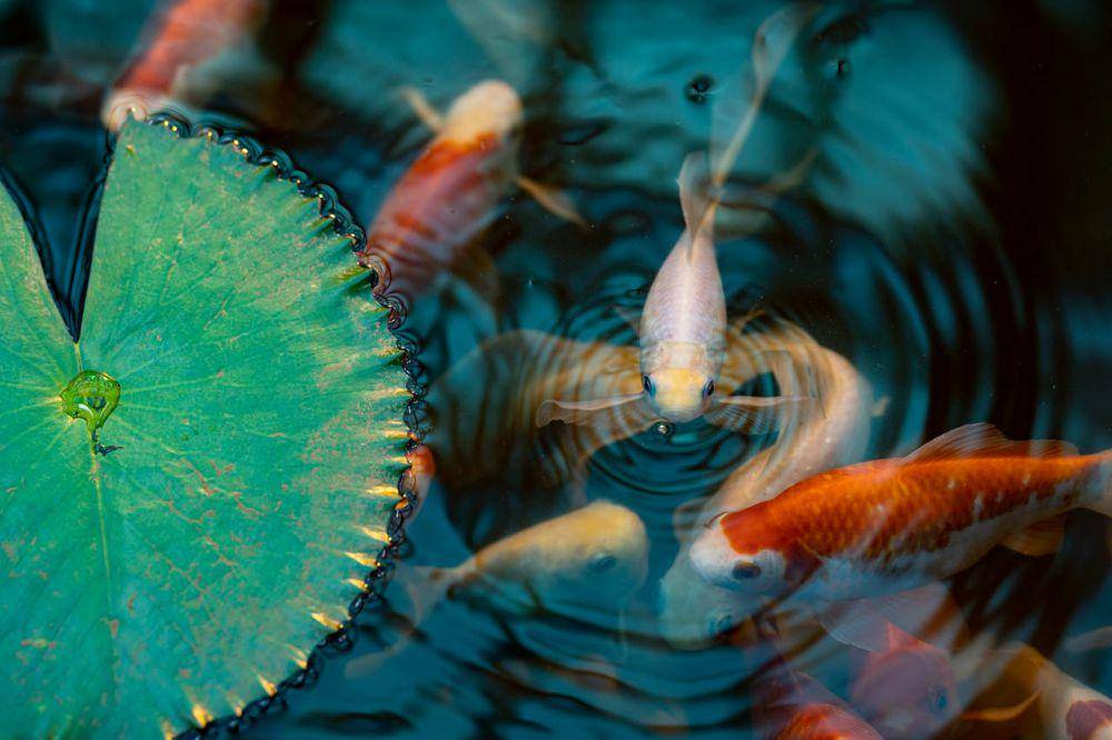ilustrasi kolam ikan (pexels.com/Dmitry Kharitonov)