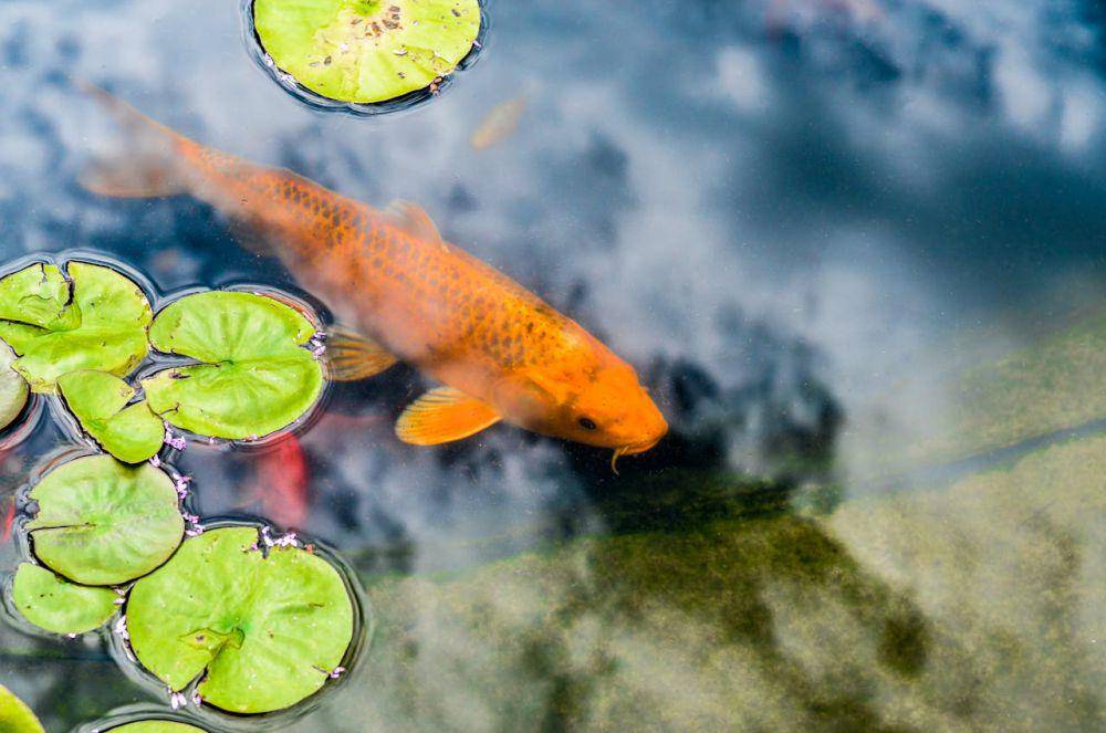 ilustrasi kolam ikan (pexels.com/energepic.com)