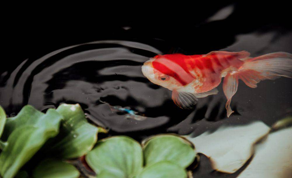 ilustrasi kolam ikan (pexels.com/Min An)