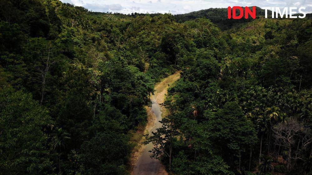 Hutan ada Mukim Paloh yang menjadi konsesi hutan tanaman industri (HTI) di Kecamatan Padang Tiji, Kabupaten Pidie. (IDN Times/Muhammad Saifullah)