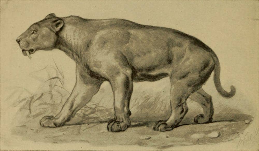 5 Mamalia Pra Sejarah, Castorocauda Dapat Hidup di Darat dan Air