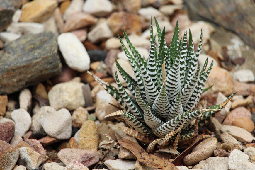 zebra haworthia (unsplash.com/Elliot Cullen)