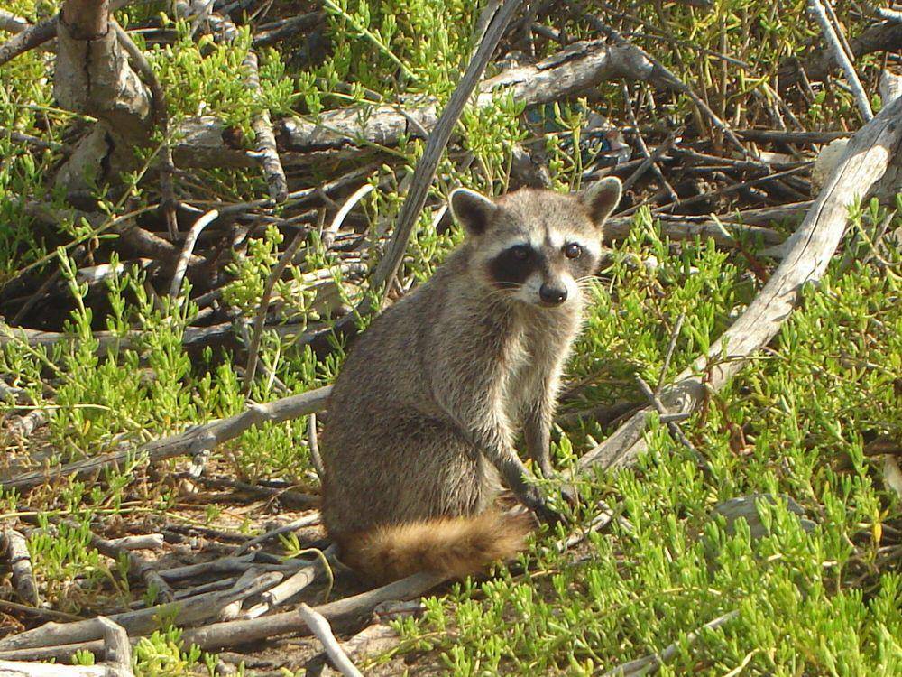 Cozumel raccoon (commons.m.wikimedia.org/Jorge Armin Escalante Pasos)
