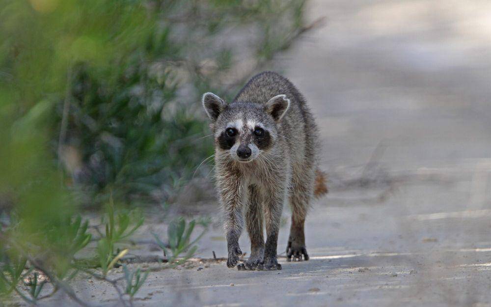 Cozumel raccoon (commons.m.wikimedia.org/Cristopher Moning)