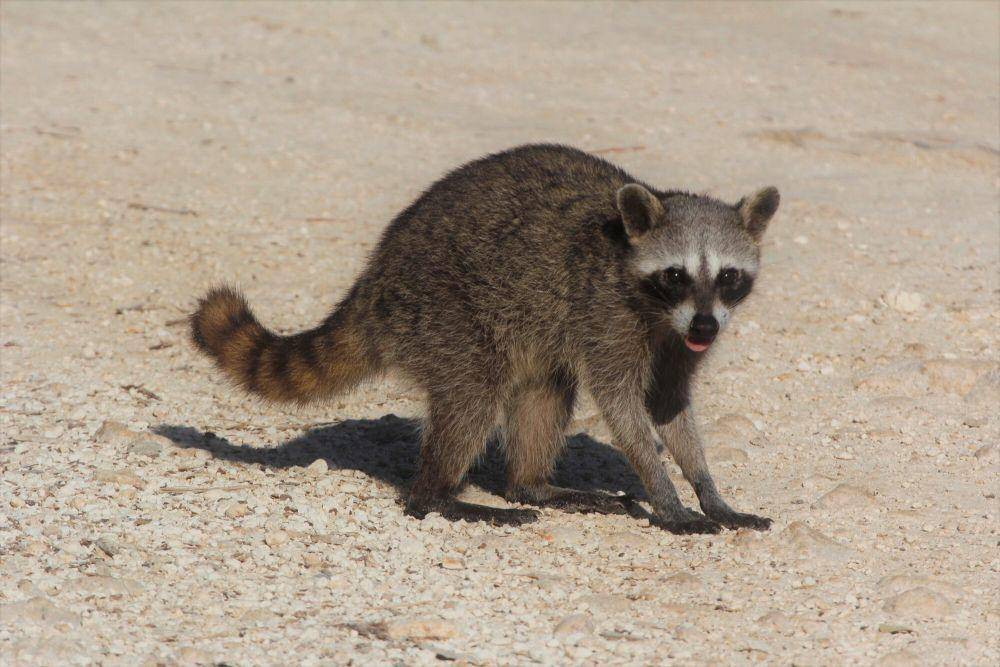 Cozumel raccoon (commons.m.wikimedia.org/Juan Cruzado Cortes)
