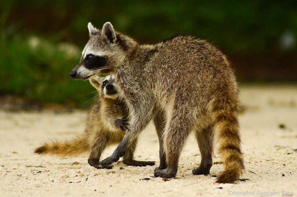 5 Fakta Menarik Cozumel Raccoon, si Kerdil yang Tidak Teritorial
