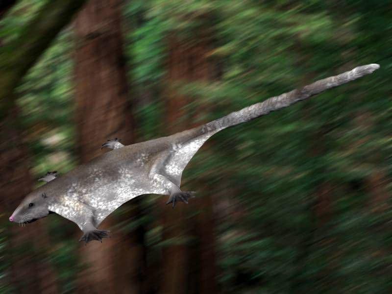 Restorasi maiopatagium furculiferum (commons.wikimedia.org/Nobu Tamura)