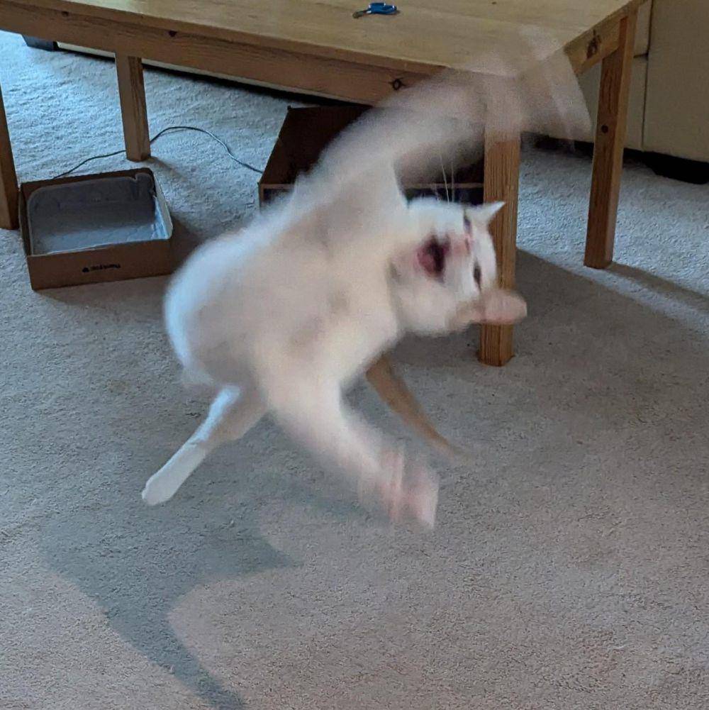 foto blur kucing putih (reddit.com/user/Gobofuji)