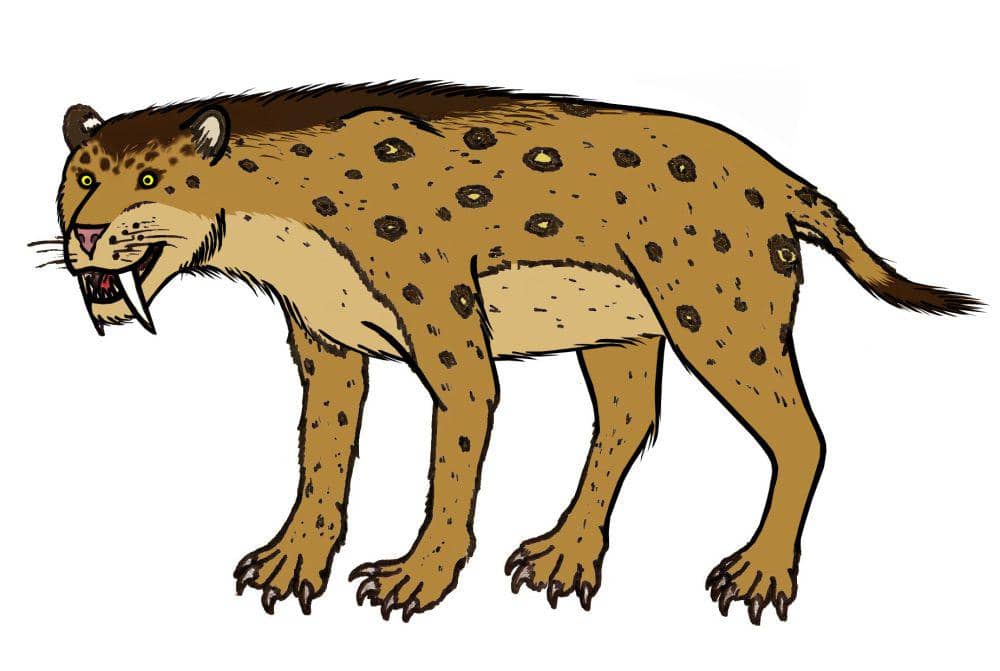 ilustrasi smilodon (commons.wikimedia.org/Conty)