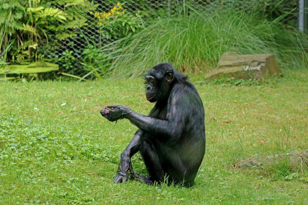 ilustrasi bonobo (pixabay.com/Herbert Aust)