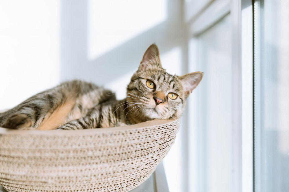 Kenapa Kucing Selalu Mengikuti Kita ke Kamar Mandi? Ini Jawabannya