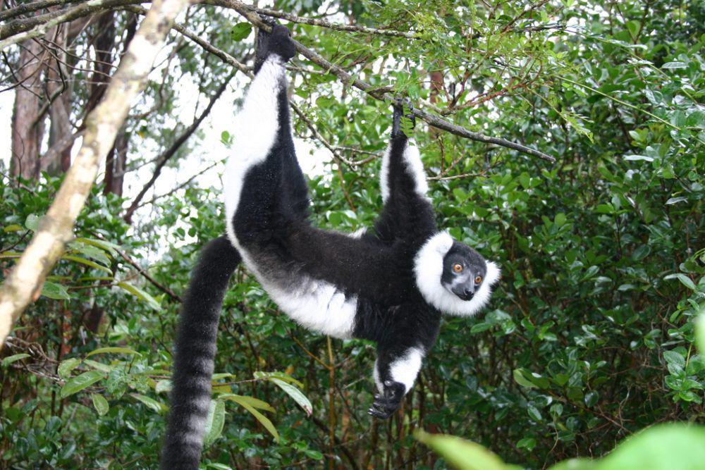 6 Fakta Unik Black and White Ruffed Lemur, Penyerbuk Terbesar di Dunia