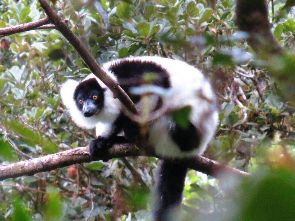 Black and white ruffed lemur (inaturalist.org/n_amstrong)