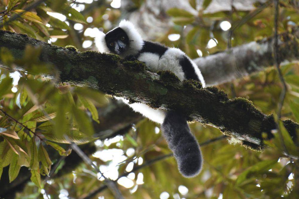 Black and white ruffed lemur (inaturalist.org/Justin Philbois)