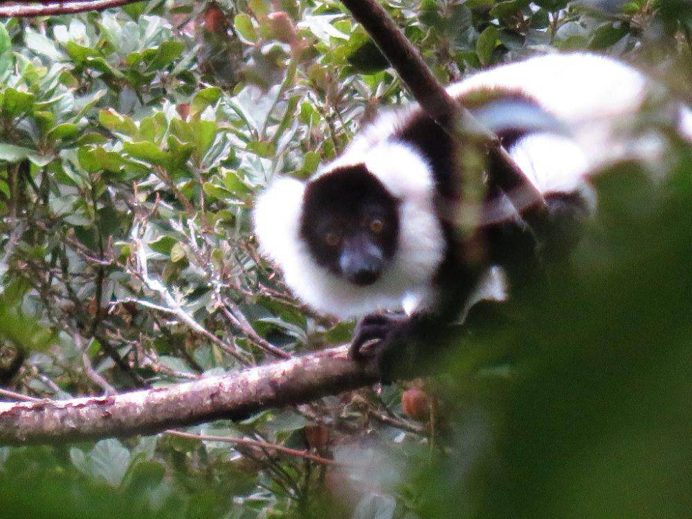 Black and white ruffed lemur (inaturalist.org/n_amstrong)
