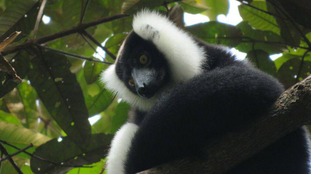 Black and white ruffed lemur (inaturalist.org/Светлана Царахова)