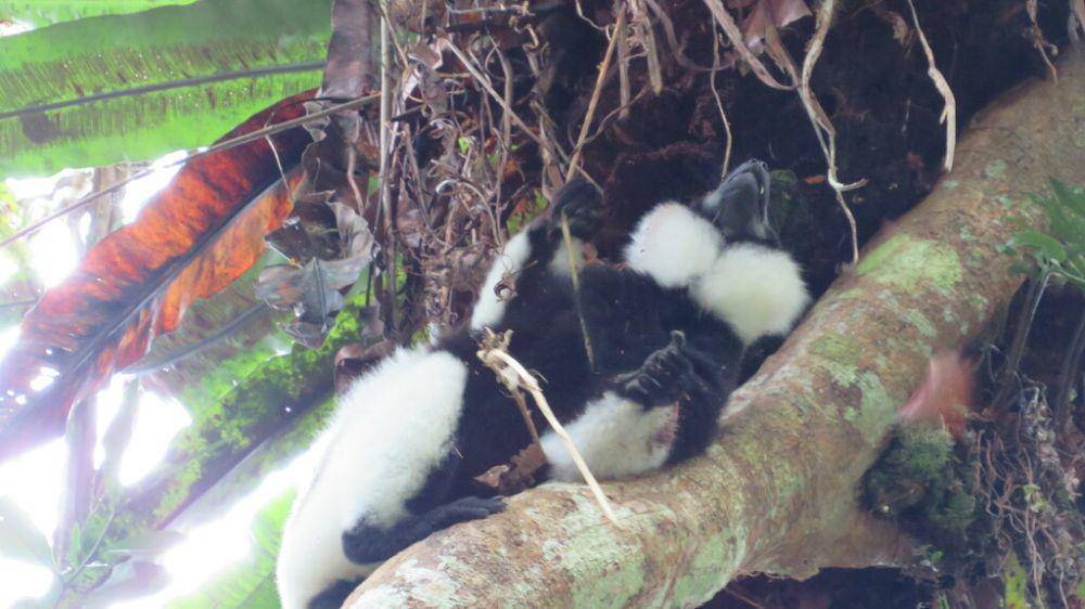 Black and white ruffed lemur (inaturalist.org/Светлана Царахова)