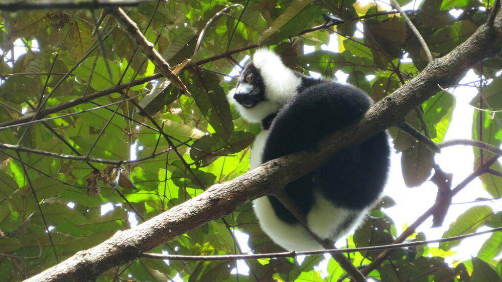 Black and white ruffed lemur (inaturalist.org/Светлана Царахова)