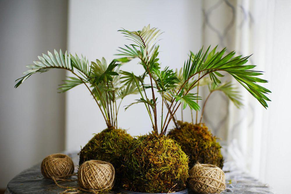 Cara Membuat Kokedama Seni Memajang Tanaman dari Jepang