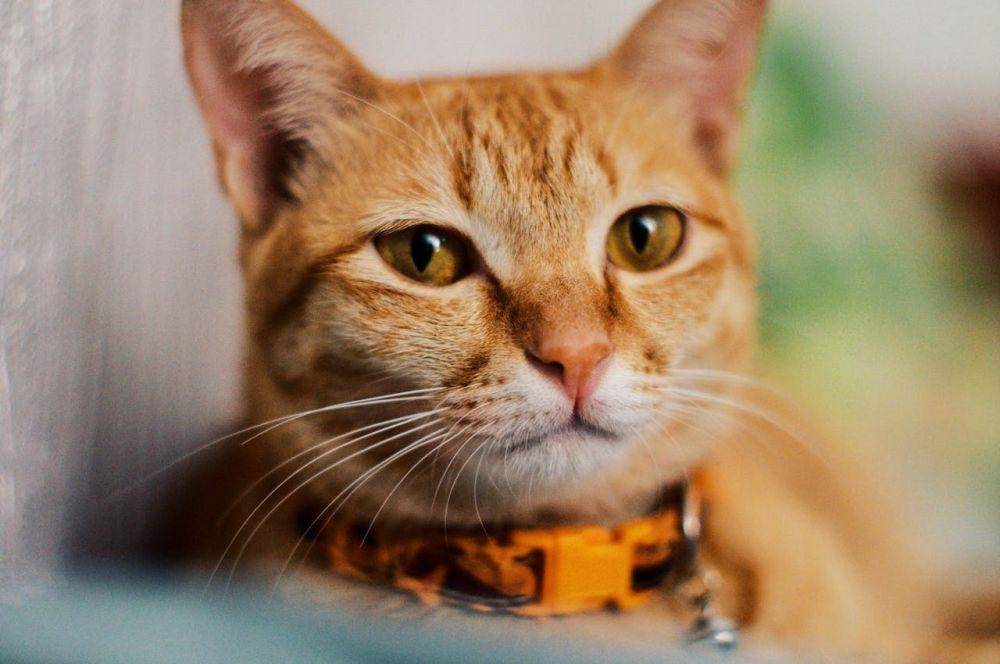 kenapa kucing selalu mengikuti kita ke kamar mandi